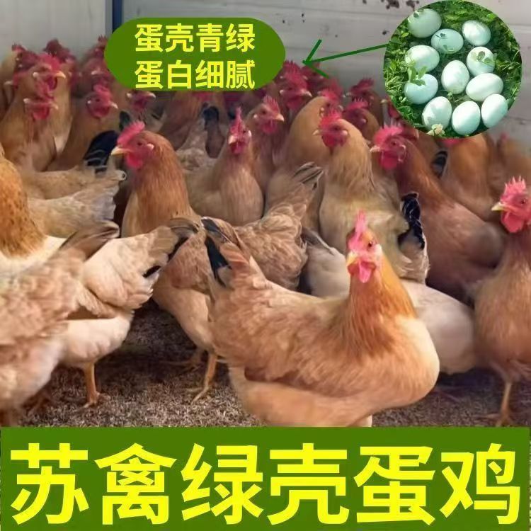 苏禽绿壳种蛋受精蛋可食用可孵化活珠子/毛胚蛋