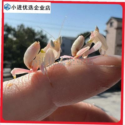 /兰花螳螂宠物活物小型好养适合小孩子养的昆O虫小宠物指尖萌宠礼