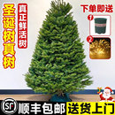 圣诞树诺贝松 云杉圣诞树盆栽大型小型2025新款 真 圣诞树真树活