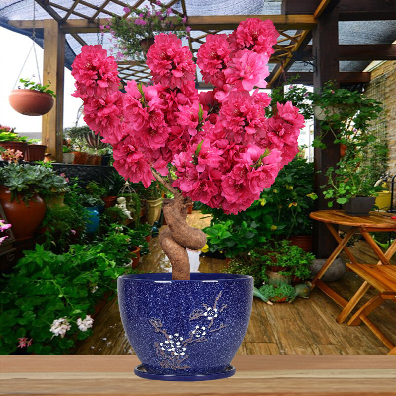 耐寒 精品寿星桃梅盆景盆栽 带花苞 可观花可观果 阳台庭院花卉