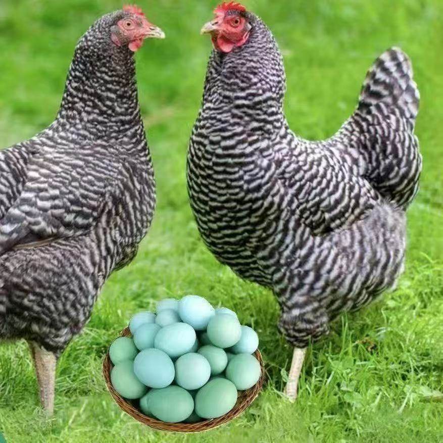 纯正绿壳芦花鸡汶上蛋有精蛋可孵高产土鸡蛋有精绿壳蛋新鲜,宠物/宠物食品及用品,鸟,淘宝优惠券,粉丝福利购,淘宝优惠卷
