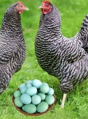 纯正绿壳芦花鸡汶上蛋有精蛋可孵高产土鸡蛋有精绿壳蛋新鲜
