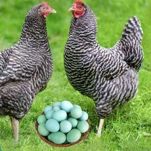 纯正绿壳芦花鸡汶上蛋有精蛋可孵高产土鸡蛋有精绿壳蛋新鲜