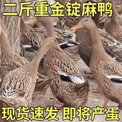 麻鸭绿壳蛋鸭快下蛋麻鸭二斤麻鸭水鸭土鸭金锭