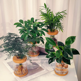 椰子 鸭脚木 文竹 绿公主 室内绿植盆栽桌面 水培植物 28四盆