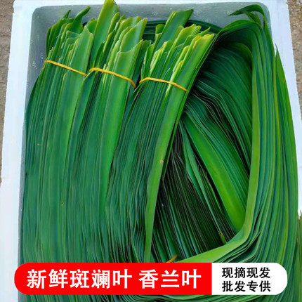 斑斓叶香兰叶新鲜现摘先发食用商用蛋糕烘焙甜品千层糍叶包鸡