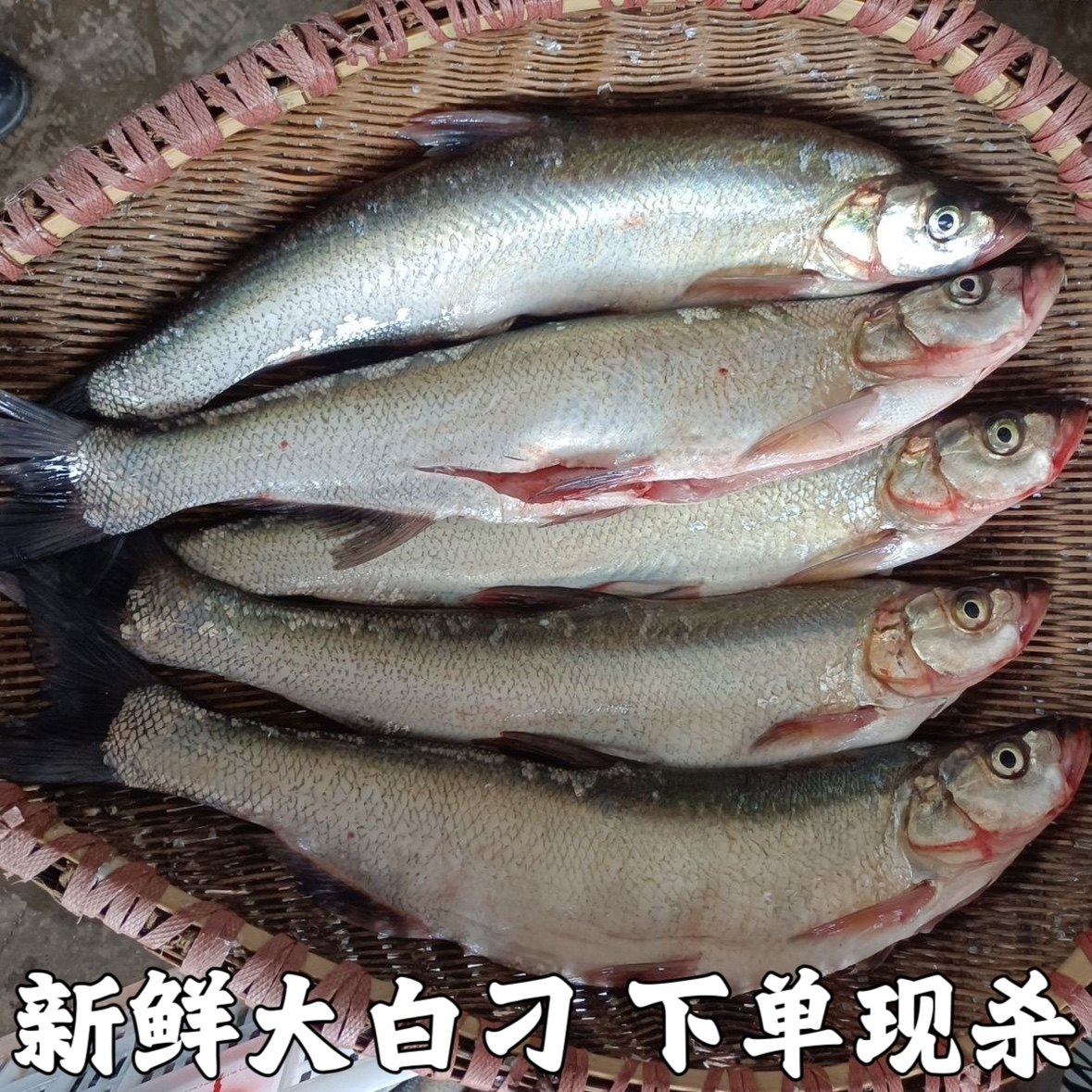 翘嘴鱼新鲜翘嘴白鱼大翘嘴鱼刁子鱼大白刁大白鱼淡水鱼湖北包邮_虎窝淘