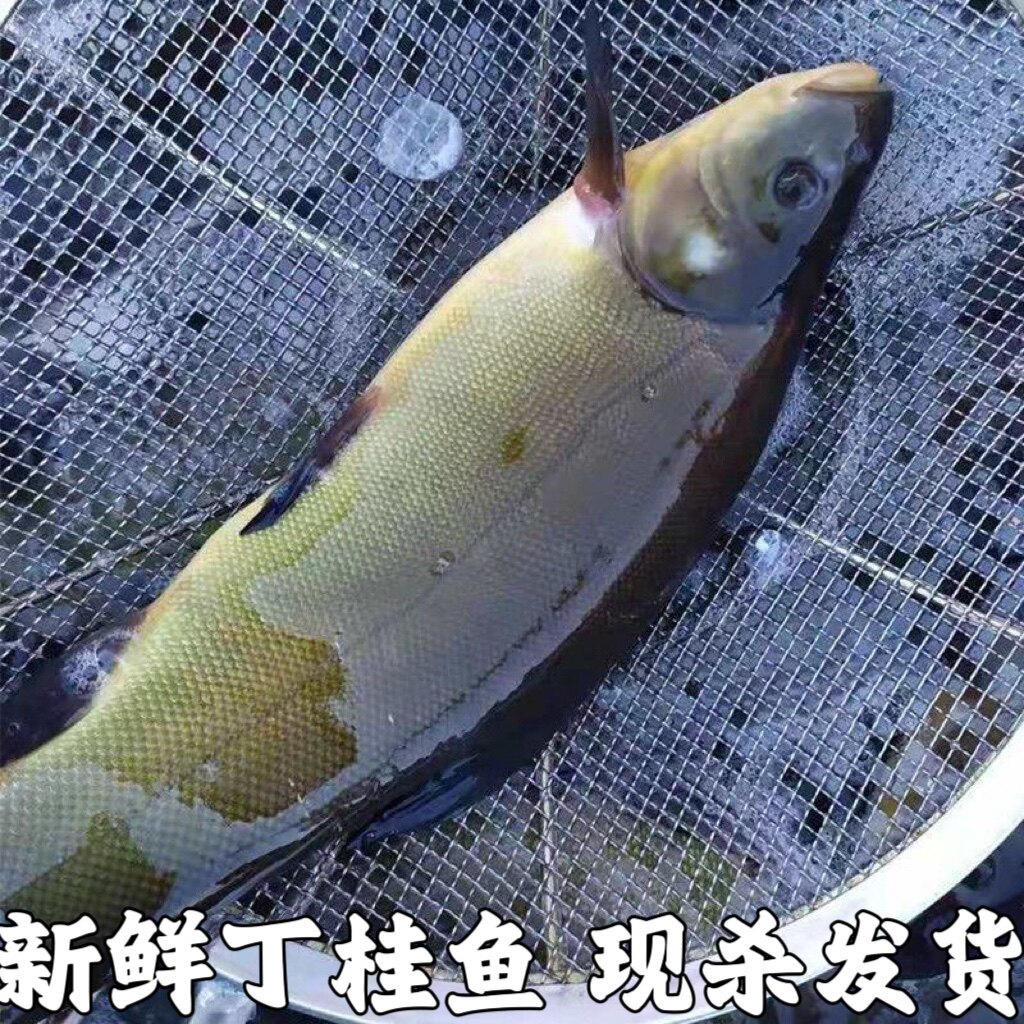 丁桂鱼新鲜丁鱥丁贵鱼丁岁鱼须桂鱼丁穗鱼金鲑鱼丁鲑鱼丁鱼岁现杀