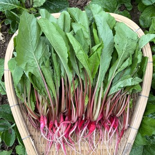 农家新鲜萝卜菜萝卜梗当季青蔬菜红皮小萝卜红萝卜缨子嫩萝卜苗