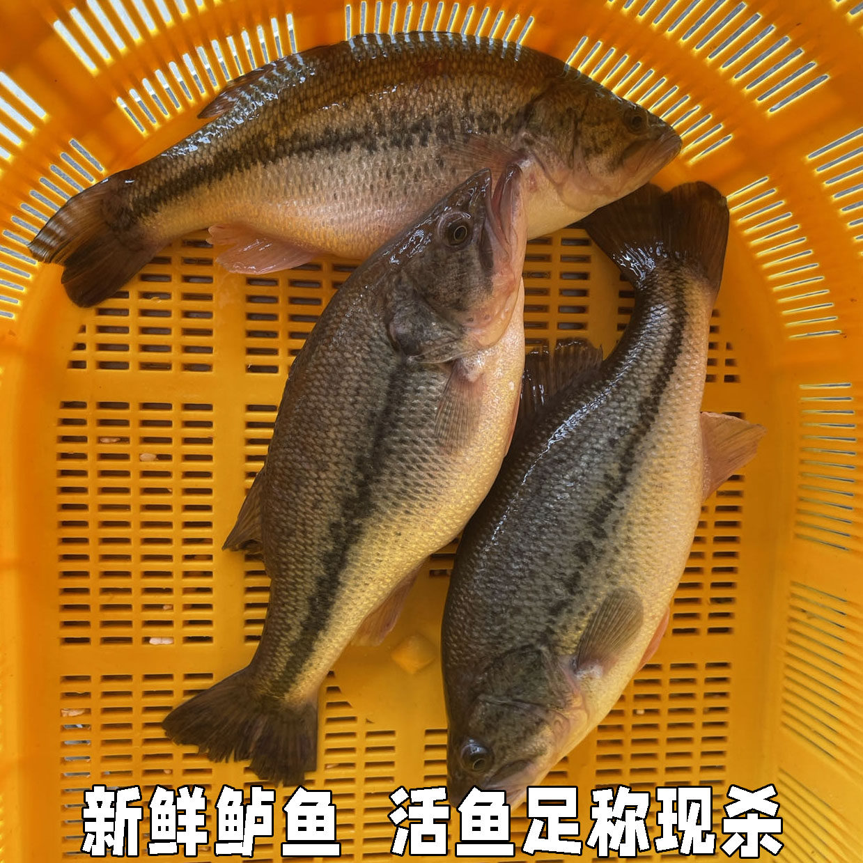 新鲜鲈鱼活鱼淡水鱼大口黑鲈鱼鲈鱼活鱼现杀大鲈鱼活鱼足称现杀