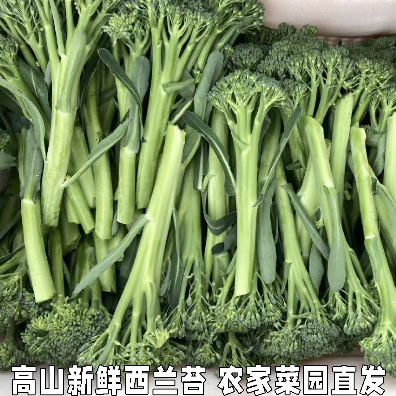 西兰花苔新鲜蔬菜西兰苔青花苔小西兰花菜苔湖北高山时令蔬菜