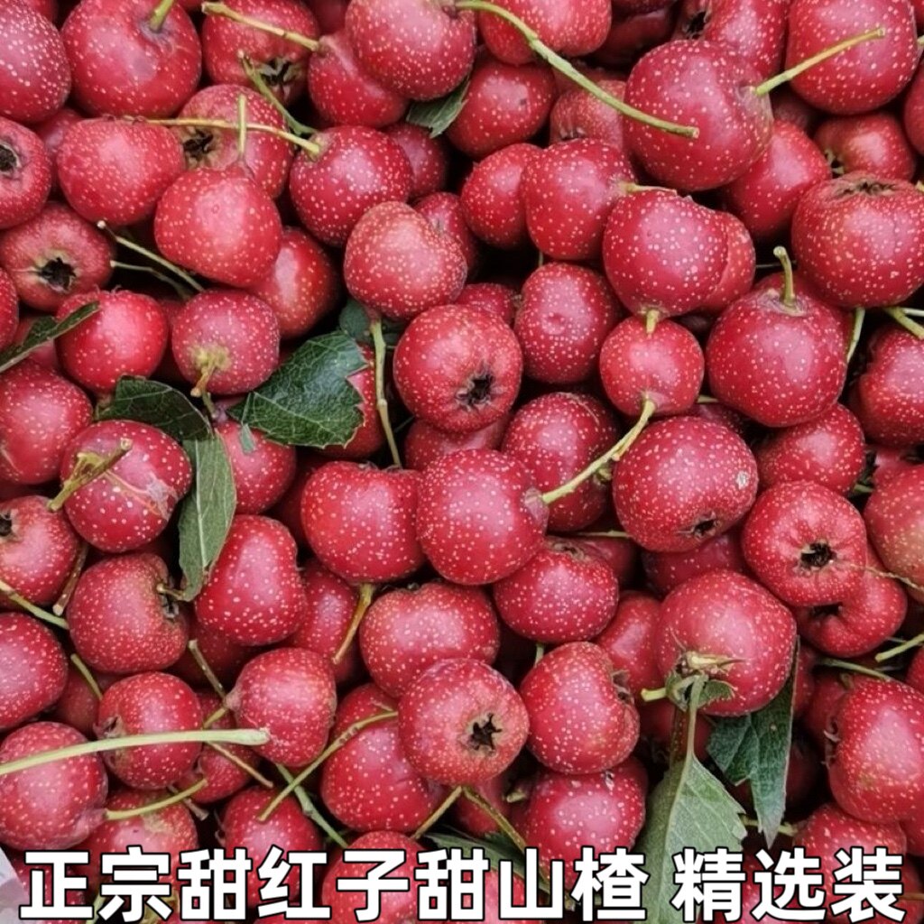 新鲜现摘山里红甜口小山楂甜红子山楂果五愣金星糖葫芦糖雪球包邮