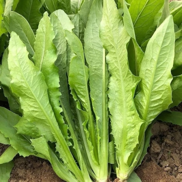 湖北农家自种油麦菜新鲜蔬菜时令绿叶菜火锅青菜沙拉健身笋尖