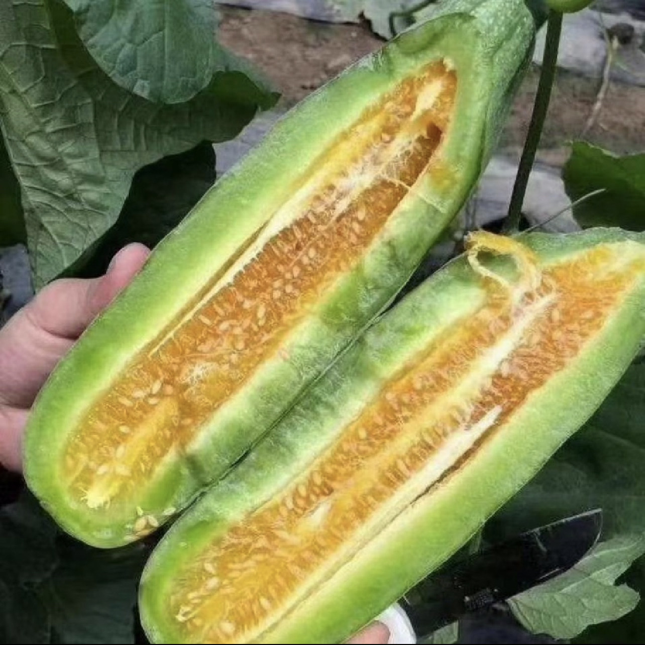 新鲜羊角蜜甜瓜水果新鲜香瓜小蜜瓜应季水果羊角脆蜜瓜整箱