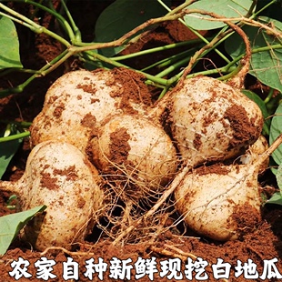 湖北凉薯新鲜现挖白地瓜萝卜农家特产清甜水果沙葛土番薯白心即食