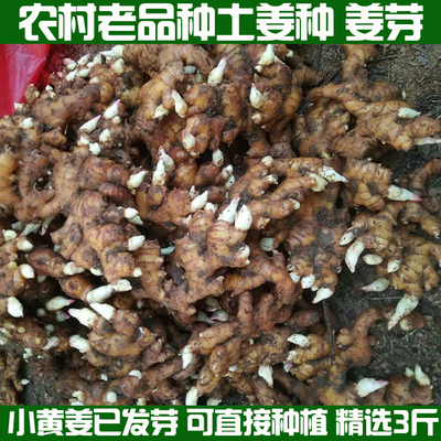 湖北小黄姜种子大姜生姜种植苗新鲜老姜姜芽姜苗月子姜催芽姜种籽