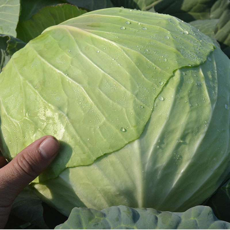 湖北新鲜甘蓝包菜农家自种当季