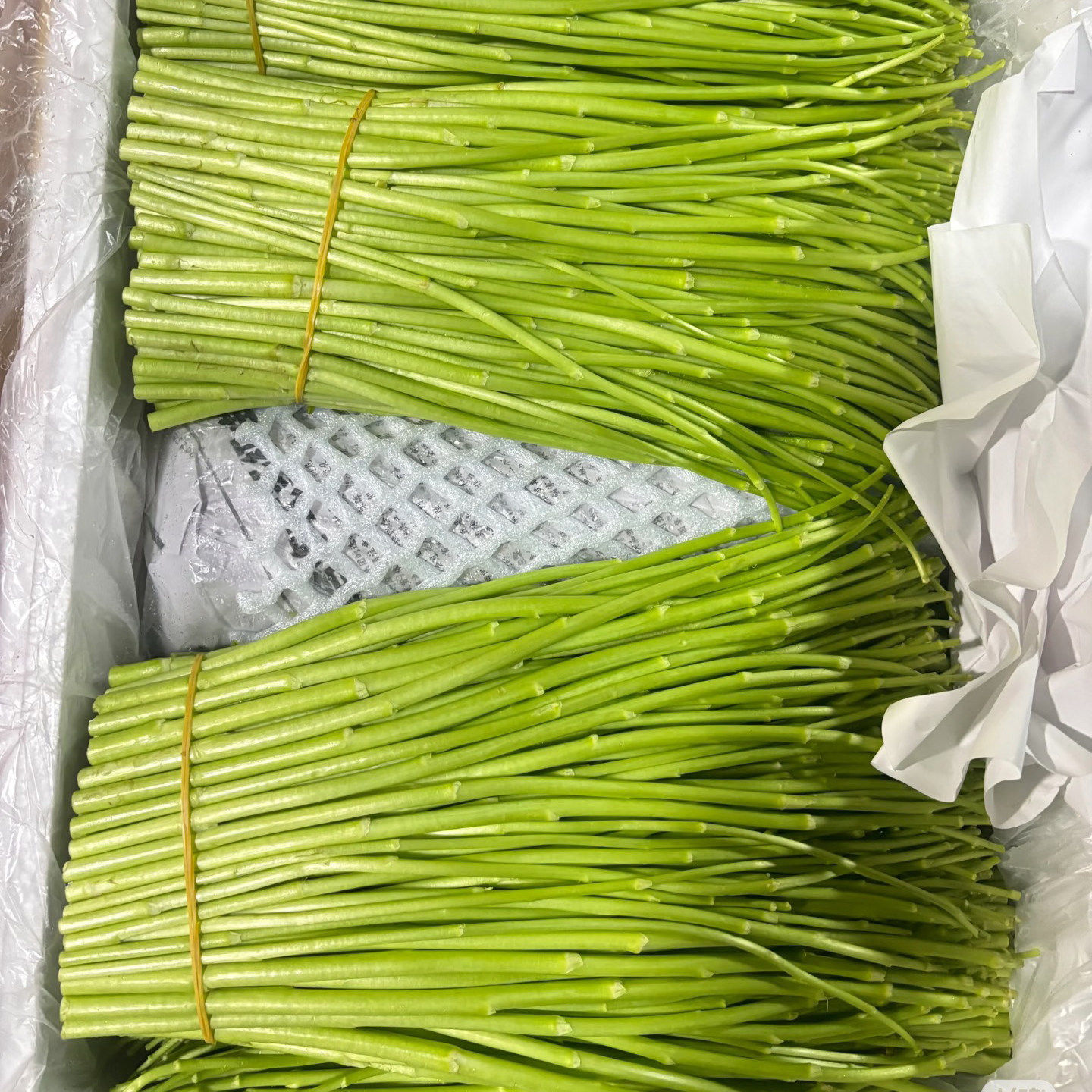 新鲜藜蒿去叶农家时令蔬菜泥蒿芦蒿现摘现发农家自种蔬菜