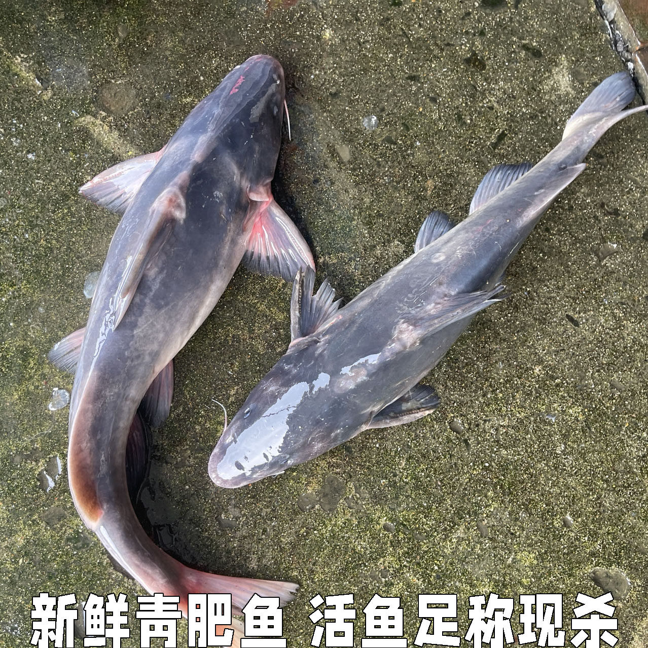 新鲜青肥鱼现杀冷水鱼大鮰鱼团鱼青团鱼黑肥鱼叉尾鱼烤鱼活鱼现杀