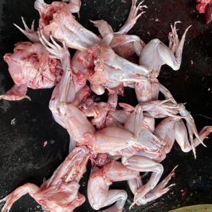 现杀牛蛙超大特大鲜活田鸡蛤蟆现杀牛蛙田鸡蛙肉腿商用火锅食材