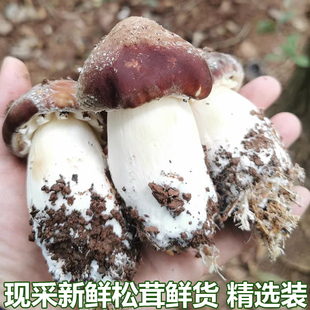 新鲜赤松茸蔬菜菌菇大球盖菇红姬松茸煲汤香菇现采现发鲜松茸