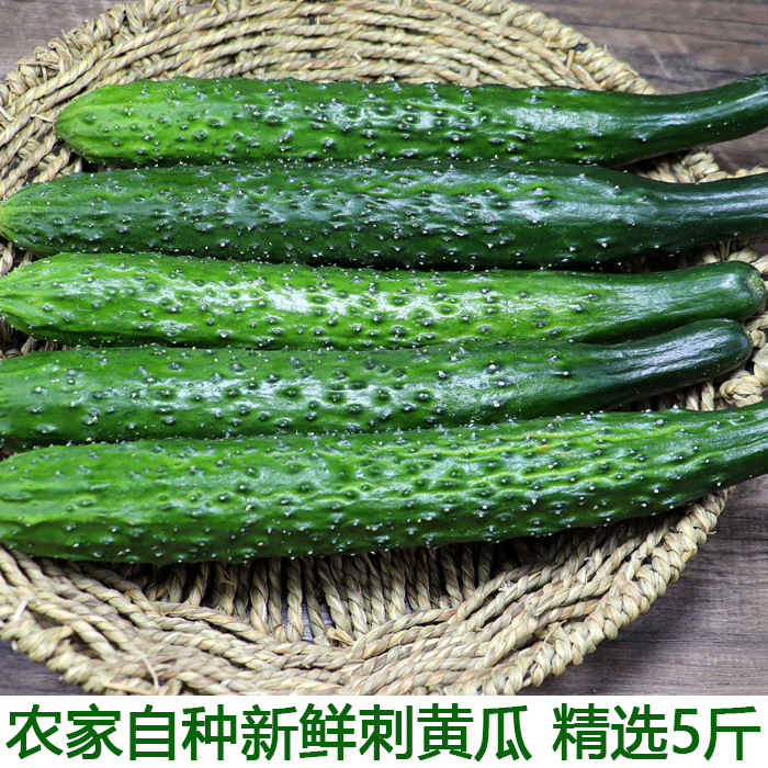 应季水果黄瓜脆嫩带刺青瓜农家现摘新鲜蔬菜黄瓜5斤装包邮