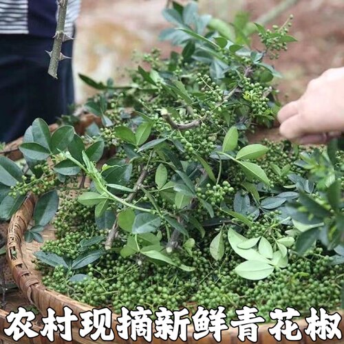 新鲜青花椒湖北宜昌农家青花椒本地土花椒新花椒生麻椒鲜青藤椒