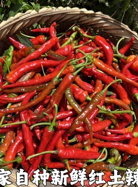 鲜红辣椒新鲜湖北新鲜红杭辣椒红辣椒海尖椒做泡椒剁椒红色杭椒