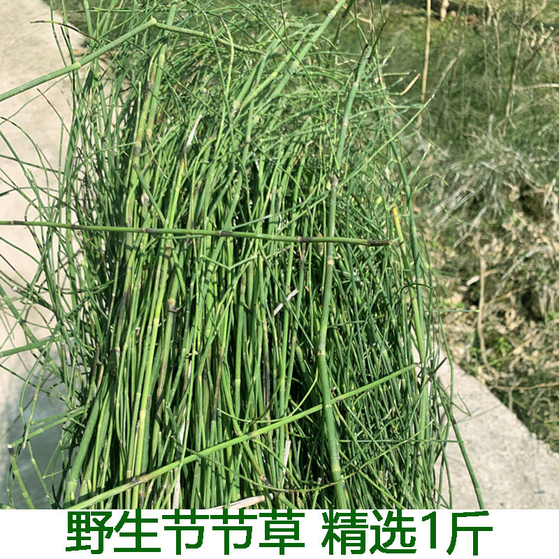 新鲜节节草野生土木贼草锁眉草笔杆草节骨草锉草问荆现采包邮1斤