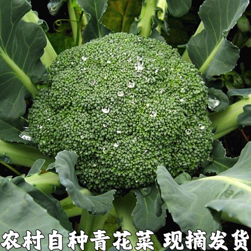 农家现摘新鲜西兰花青花菜绿花菜花椰菜现采现发农家自种西蓝花 水产肉类/新鲜蔬果/熟食 其它 原图主图