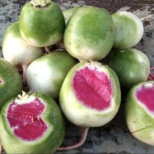 新鲜心里美萝卜冰糖萝卜红心萝卜绿萝卜湖北水果萝卜甜脆现挖