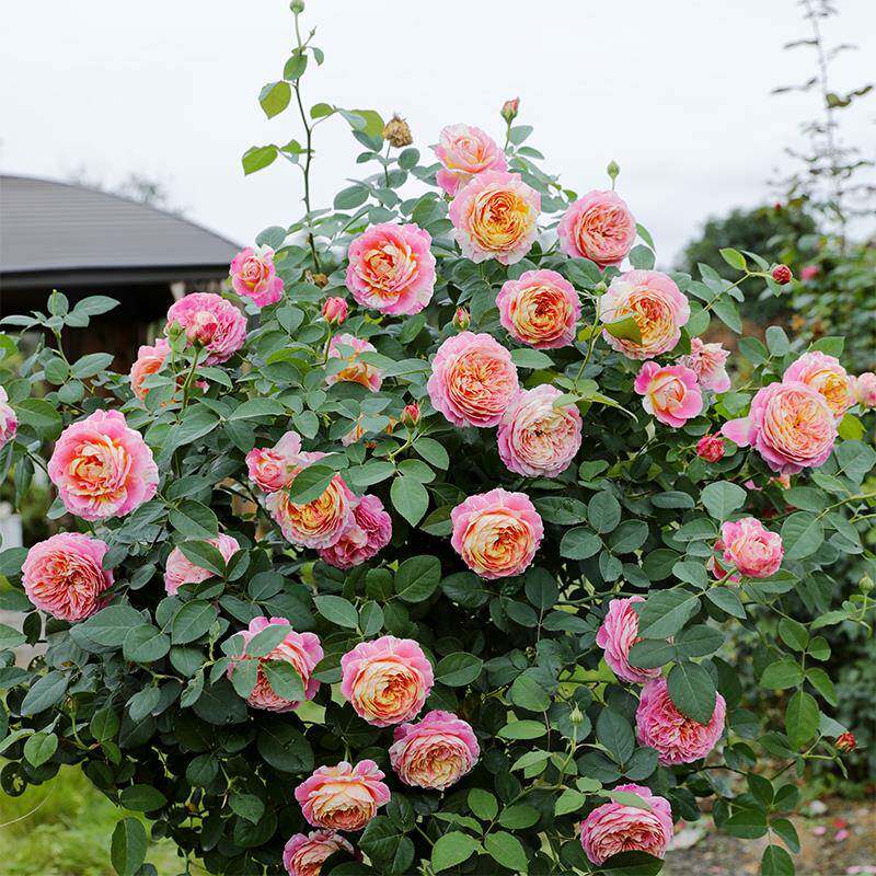 惠惠的花园月季莫奈真宙阳台灌木四季开花庭院露台盆栽玫瑰