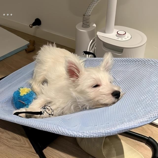 【拒绝潮湿】狗狗摇摇椅宠物夏季离地防潮窝创意透气网兜猫咪睡垫