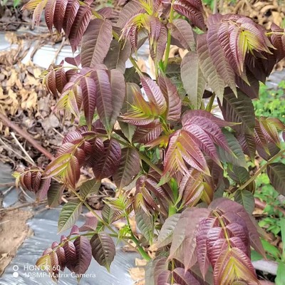 云南嫩香椿芽新鲜野生香春头茬嫩芽春芽当季产地现摘现发鲜嫩包邮