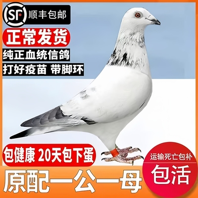 鸽子活一对纯种原配血统信鸽种鸽赛鸽观赏鸽苗小鸽幼鸽公母包活体