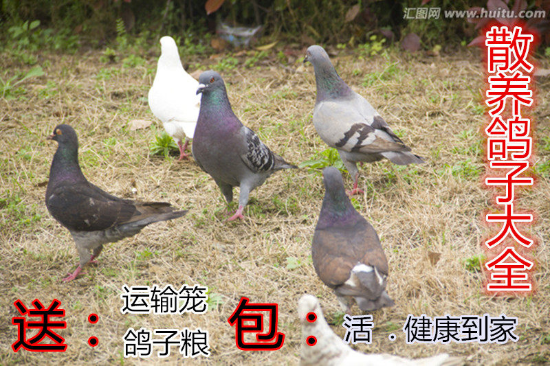 观赏鸽 瓦灰鸽子  两头乌 两头红 大鼻子 活体 一对.信鸽特价包邮