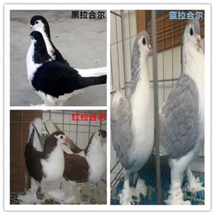 观赏鸽信鸽活体鸽子拉合尔鸽子一对农村放养生态土鸽宠物包邮,188