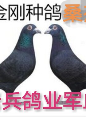 黑信鸽原配黑金刚成绩鸽桑杰士血统赛鸽白鸽幼鸽活体鸽子一对包邮