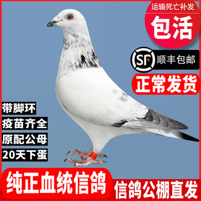 鸽子活一对纯种原配血统信鸽种鸽赛鸽观赏鸽苗小鸽幼鸽公母包活体