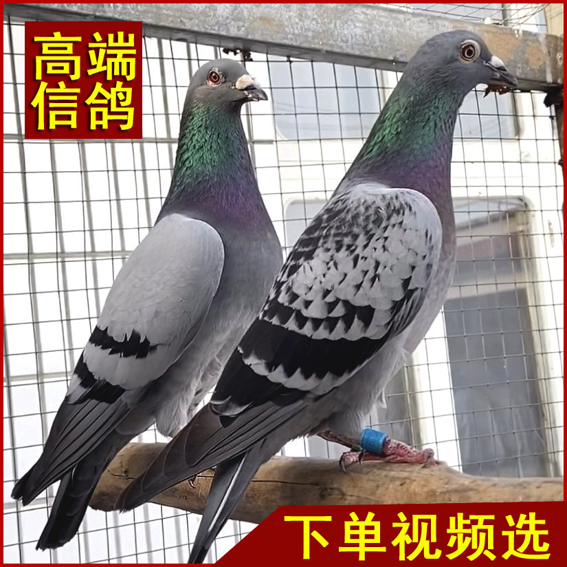 信鸽活体高端成绩鸽种鸽幼鸽俱乐部协会公棚成绩鸽詹森吴淞杨阿腾