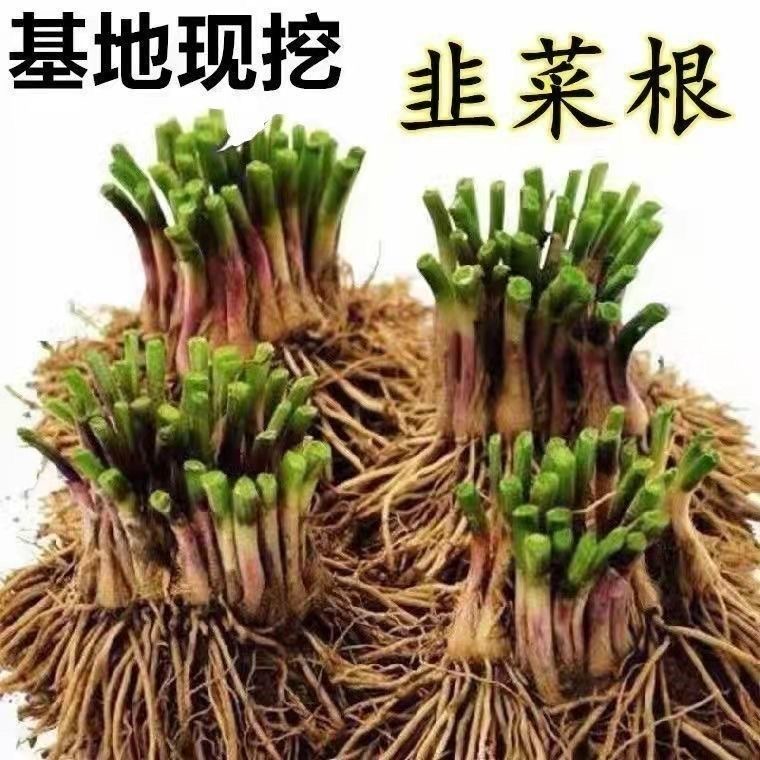 新韭菜根现挖紫根宽叶紫红根头茬