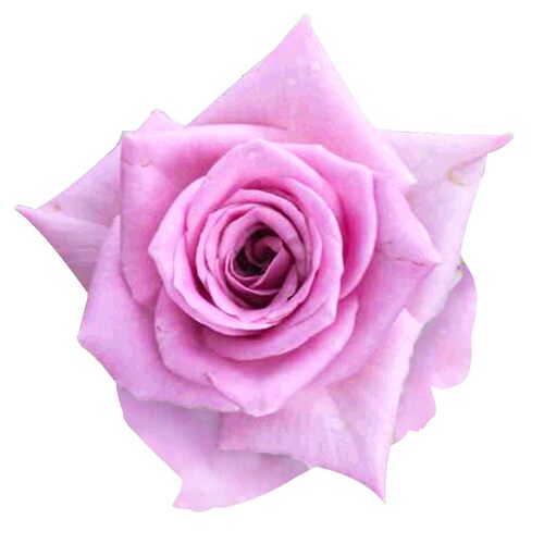 蔷薇和玫瑰价格 蔷薇和玫瑰图片 星期三