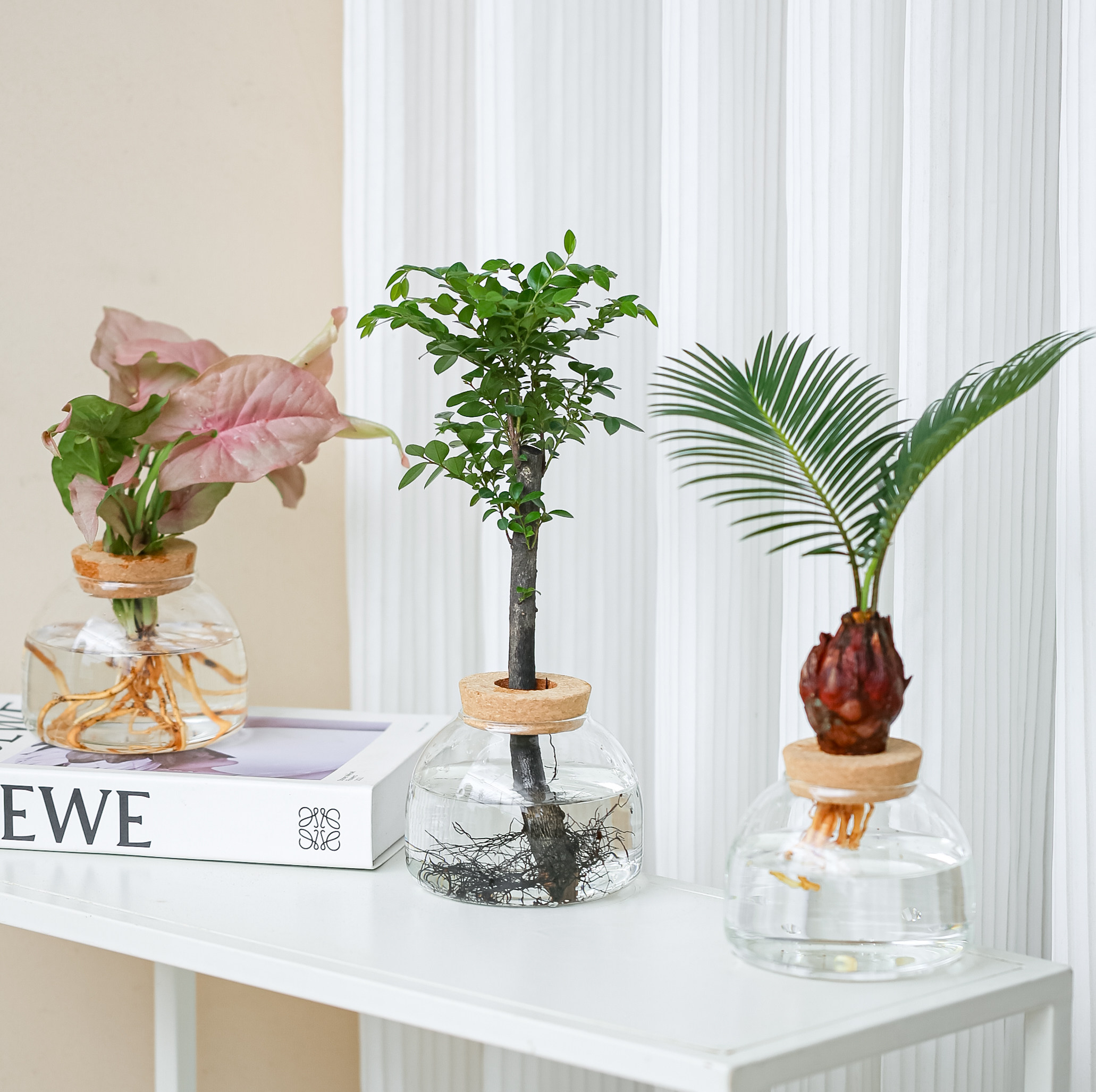 水培植物组合办公室内日式绿植图片