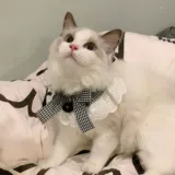 Шарф, милый слюнявчик, аксессуар с бантиком, в британском стиле