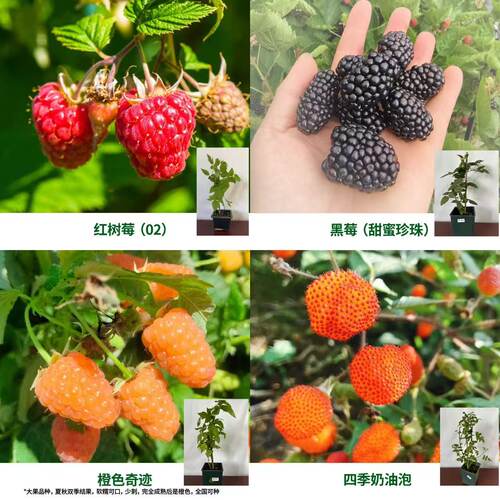 南北方种植阳台耐寒室内多年生