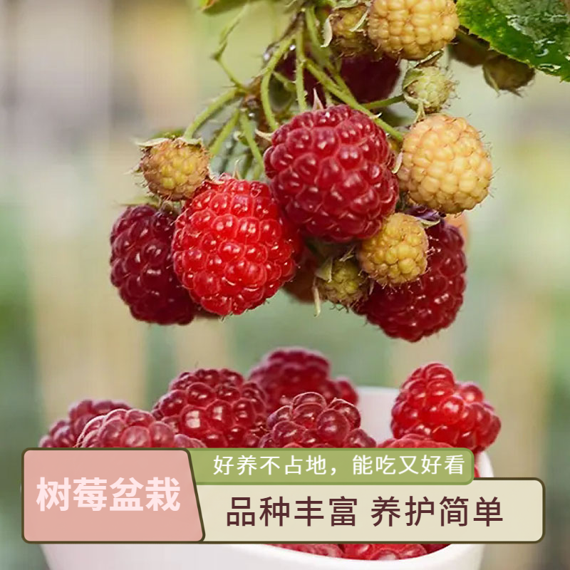 树莓盆栽果苗阳台种植养护简单