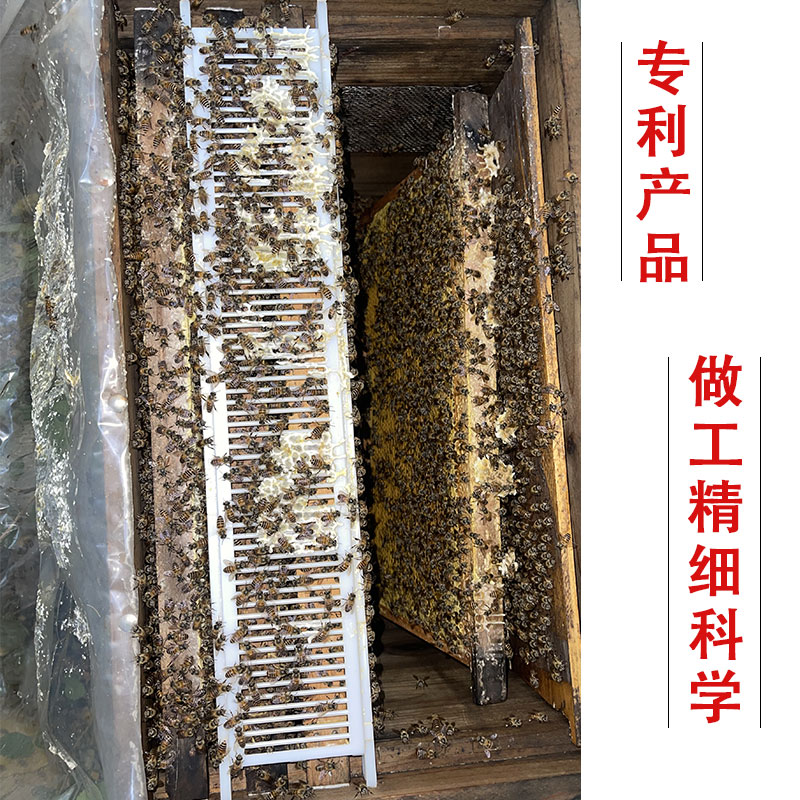 防逃双框隔王板控制器防逃片囚王笼隔王器中蜂土蜂蜂王产卵控制器