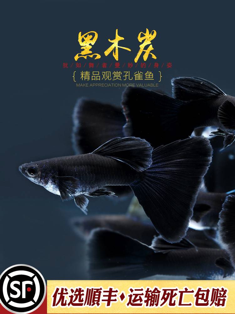 [水族乡]黑木炭孔雀鱼黑礼服莫斯科蓝纯种精品热带胎生观赏鱼活体