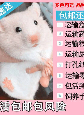 仓鼠宠物小仓鼠活物紫仓银狐布丁情侣幼崽一只金丝熊一对宠物包邮