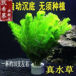 水草活体鱼缸造景好活易养 真水草增氧水下叶植物绿菊蜈蚣草装饰